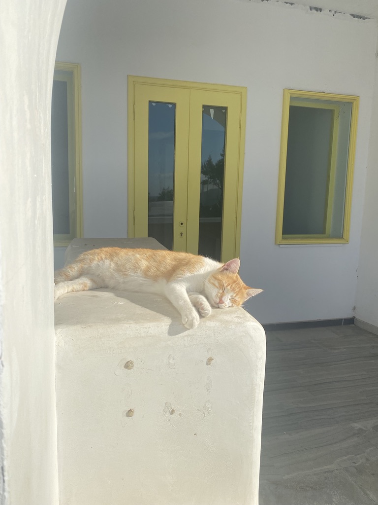 cats in Pyrgos